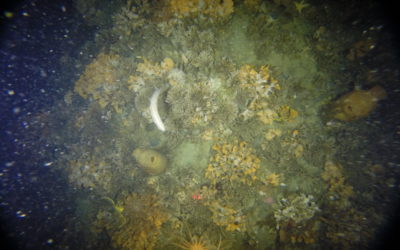 Bryozoan mat