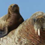 An adult and juvenile walrus
