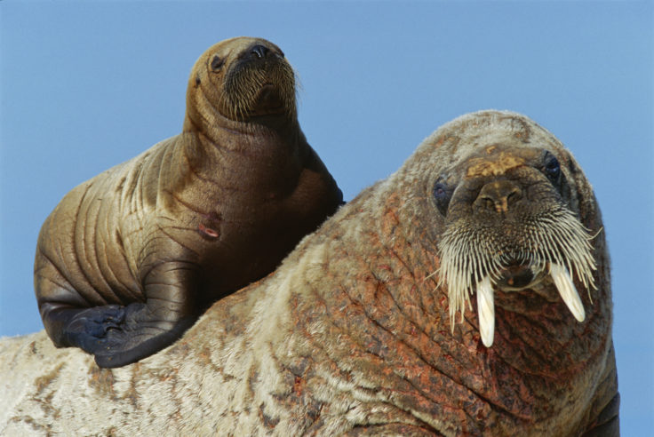 An adult and juvenile walrus