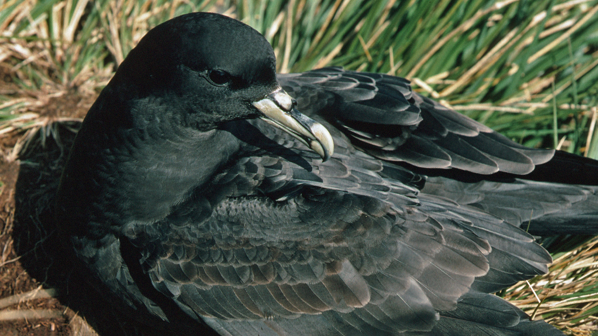 White chinned petrel  at Bird Island, South Georgia