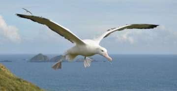 Wandering albatross in flight