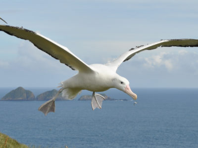 Wandering albatross in flight