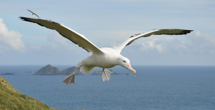 Wandering albatross in flight