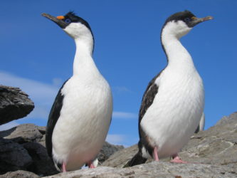 Two shags standing on a rocky shore
