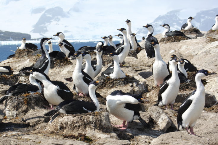 A flock of shags standing next to a body of water