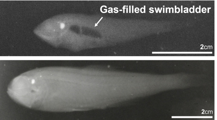 An x-ray of two fish - one which is smaller but has a dark patch in the middle. The bottom fish is bigger but has no dark patch. 