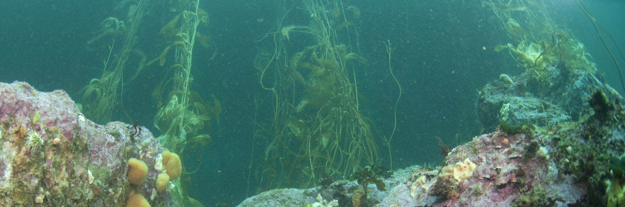 Underwater view of a coral