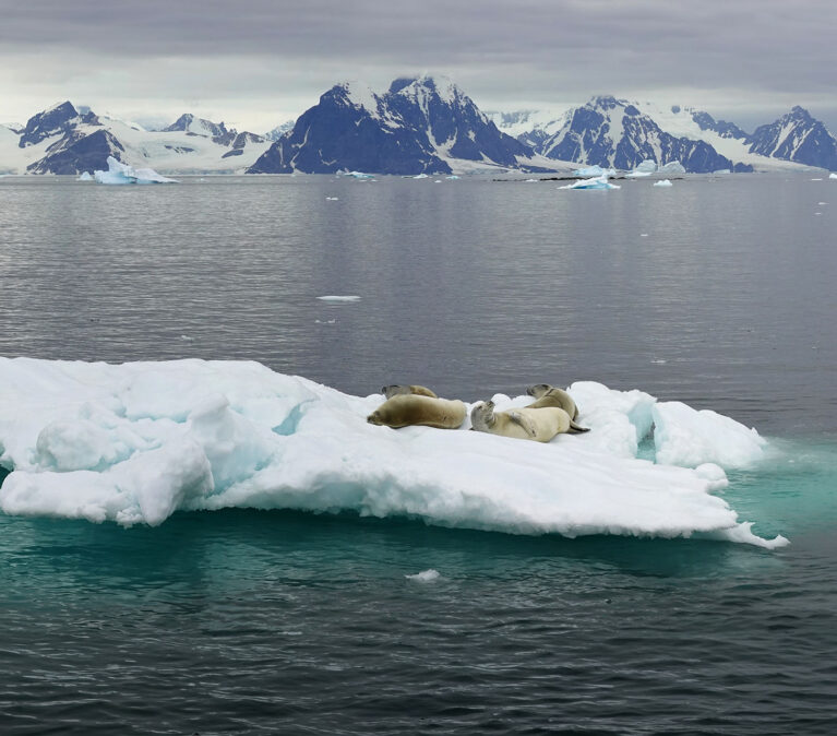 Seals on an iceberg