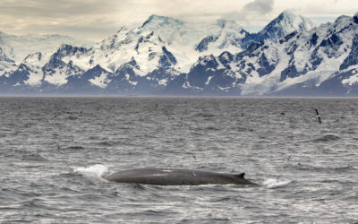 A whale breaking through the water in front of snow capped mountains