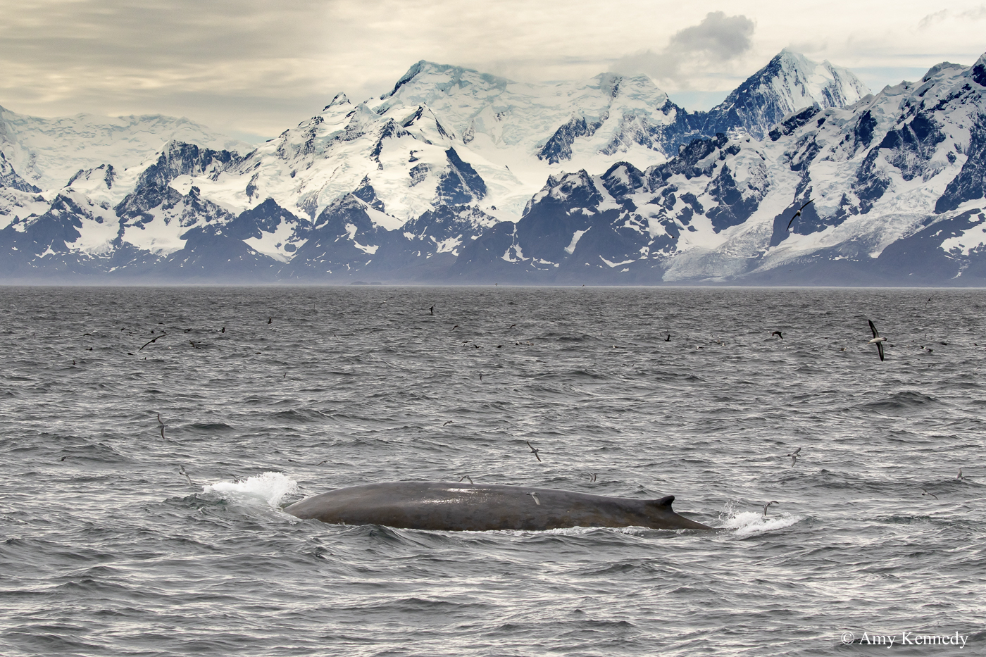A whale breaking through the water in front of snow capped mountains