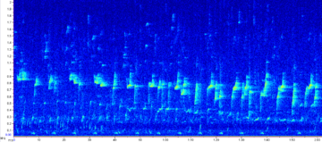 Picture showing frequency patterns of whale calls