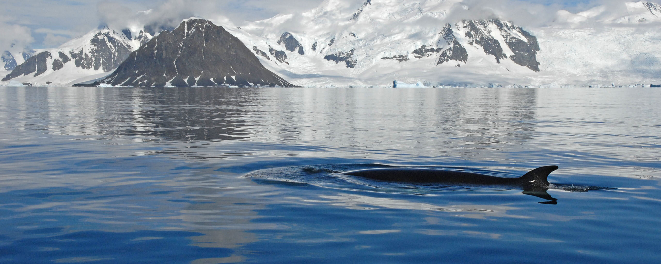 whale in Ryder Bay