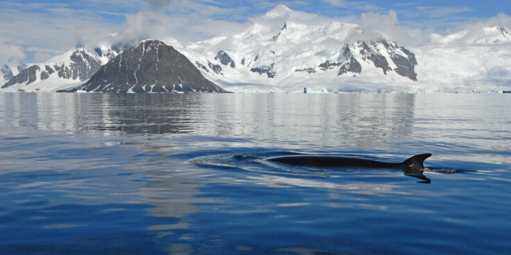 whale in Ryder Bay