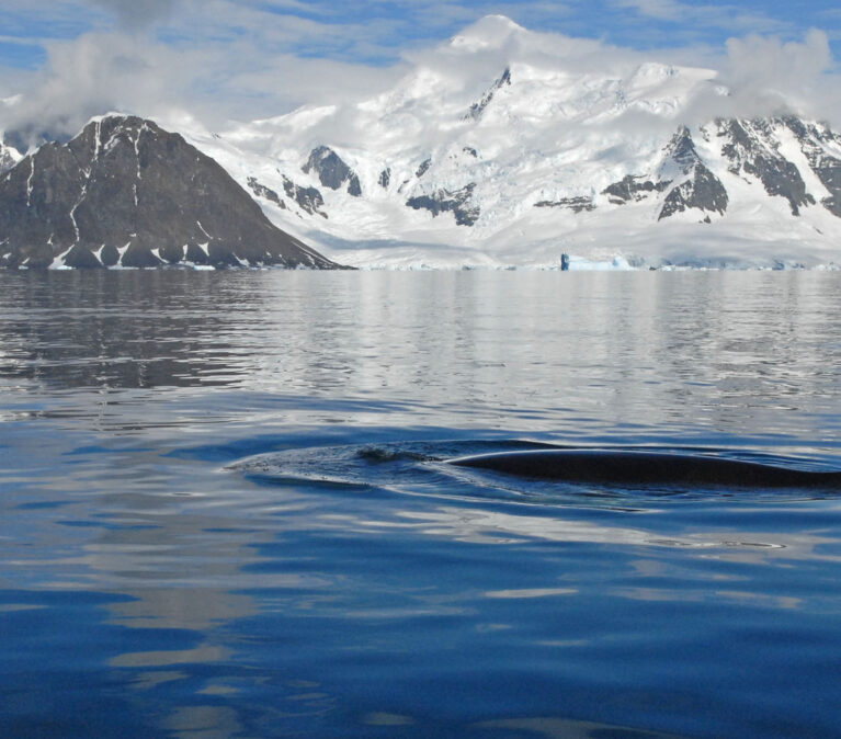 whale in Ryder Bay