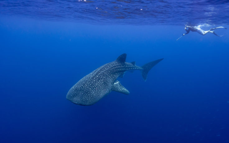 A fish swimming under water