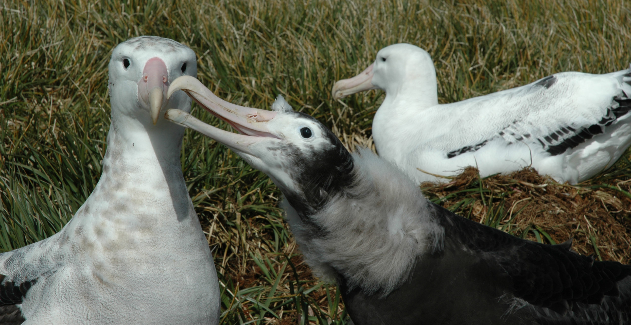 Got what it takes to be an albatross detective?