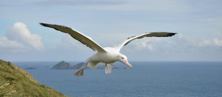 A bird flying over a body of water