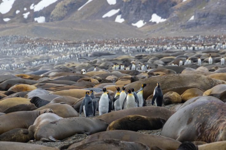 A herd of sheep standing on top of a mountain