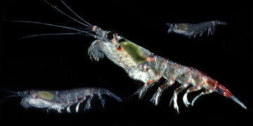 krill