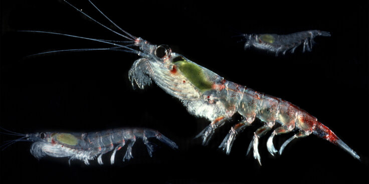 krill