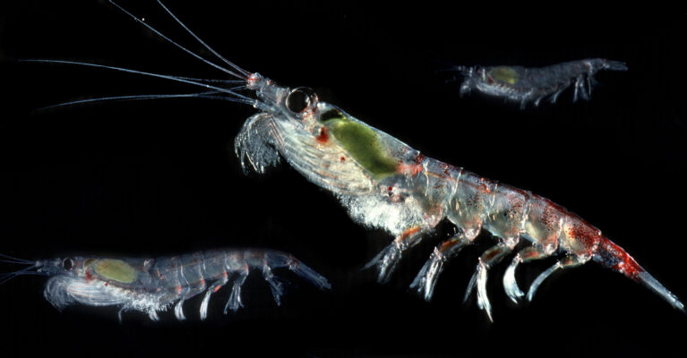 krill