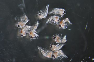 A group of fish in the water