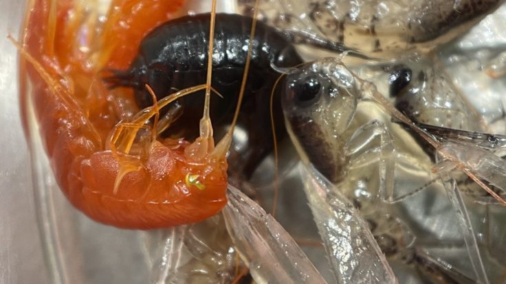 Several difference amphipod crustaceans are shown together at high detail - one orange, one black, one translucent.