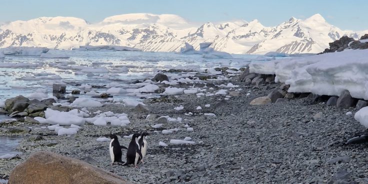 A rocky beach with a group of penguins close by