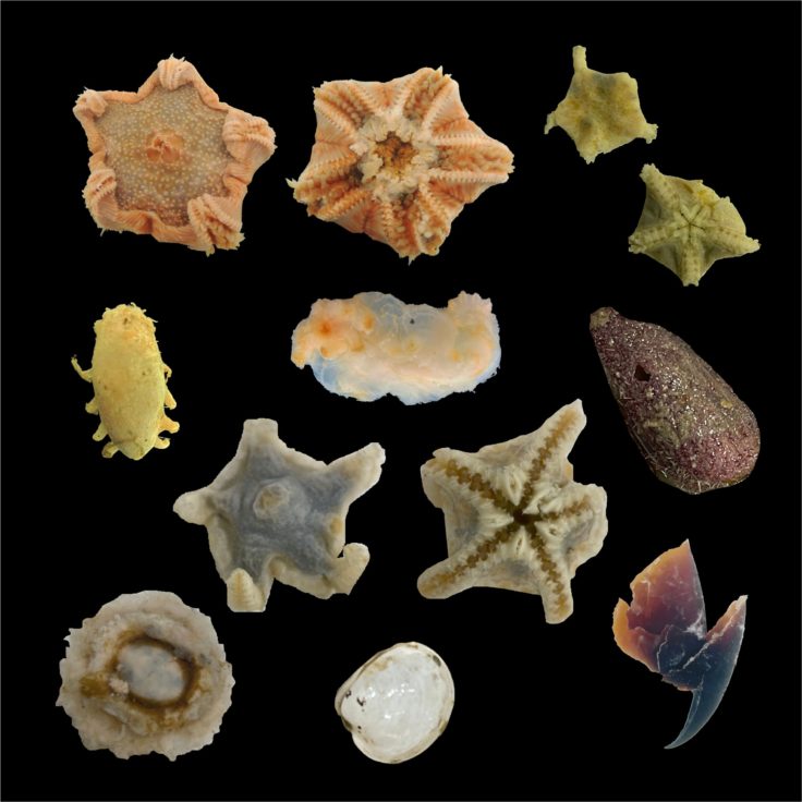 A collection of deep sea creatures photographed on a black background- including Starfish, brittlestars, bivalves and sea cucumbers, an urchin, and a squid beak.