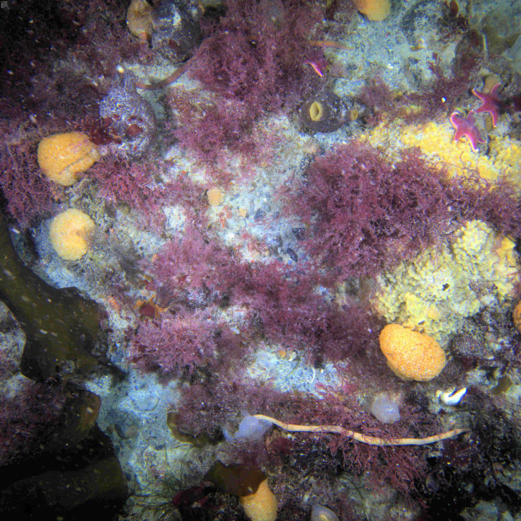 An underwater image of a grey rock, with blooming purple algae fronds and bulging yellow growths.