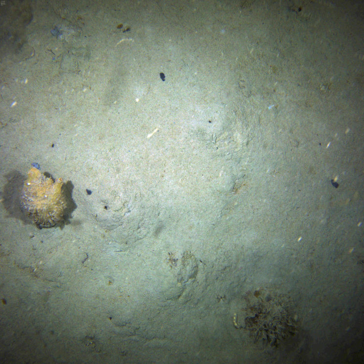 A view of a bare sediment sea floor, with two sea squirts visible.