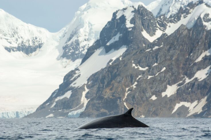 A fin whale swimming in Antarctica