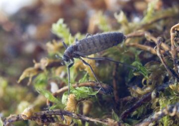 A close up of a tiny flightless black midge on greenery