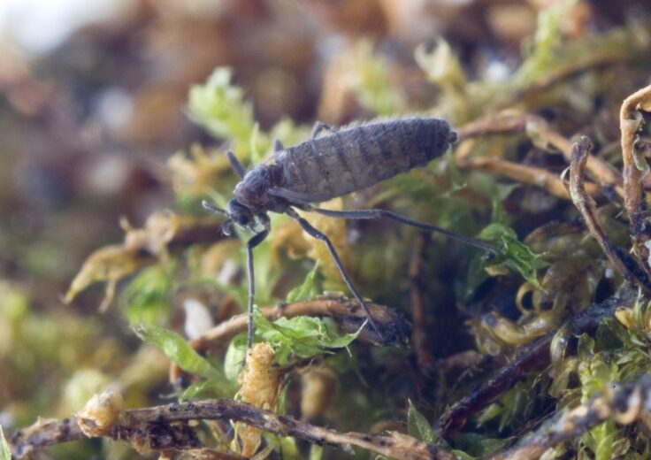 A close up of a tiny flightless black midge on greenery