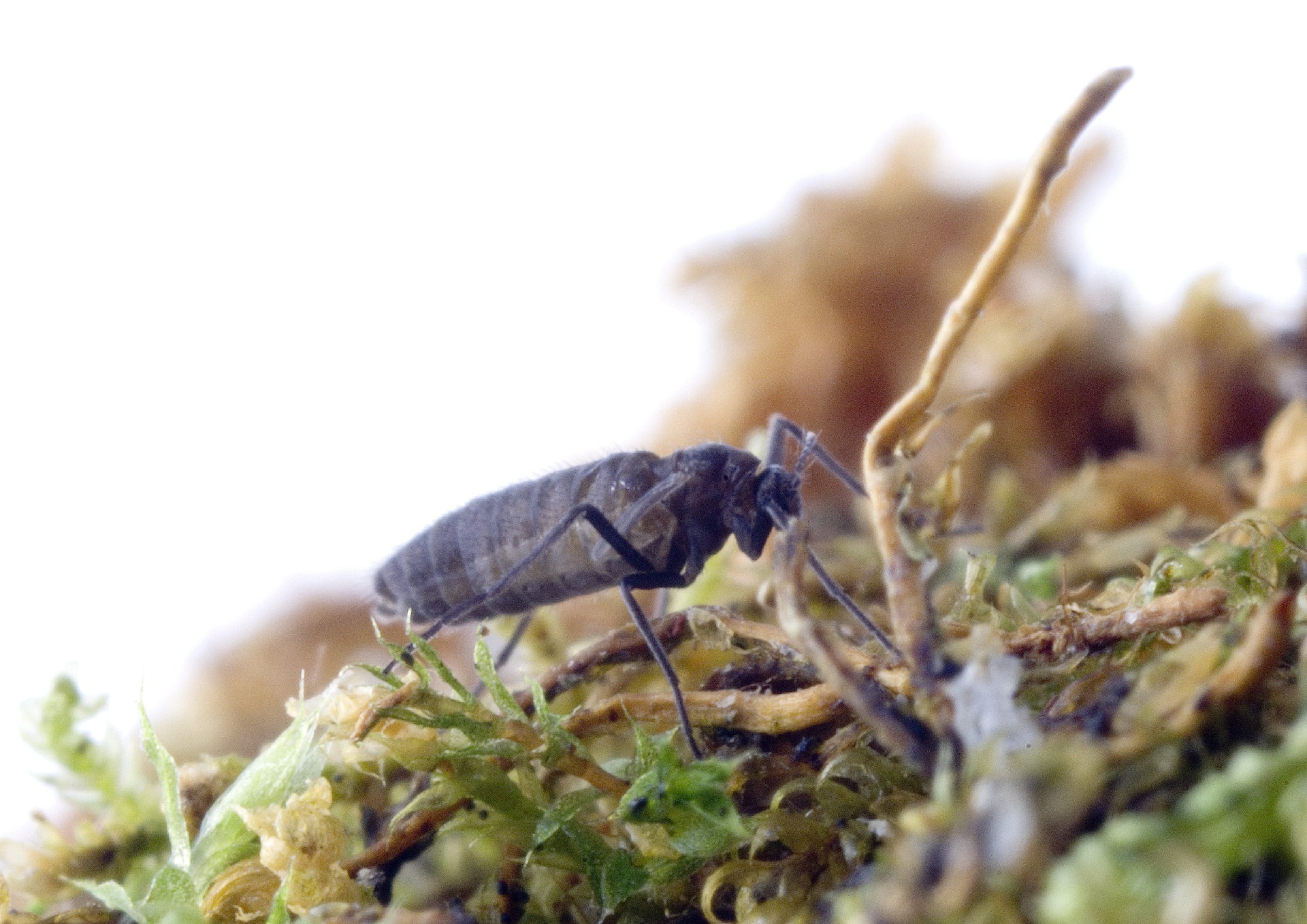 Invading insects transforming Antarctic soils