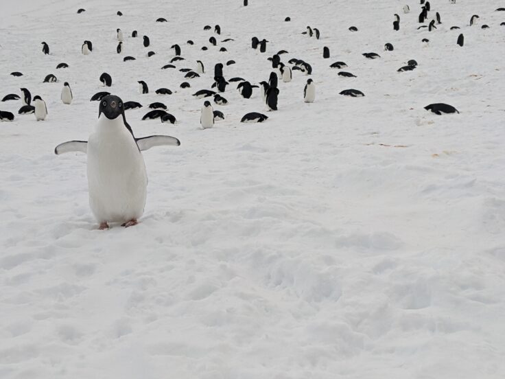 penguins in the snow
