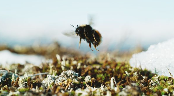 A bee flies over some frozen grass