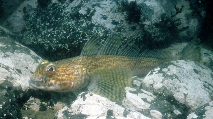 A fish swimming under water