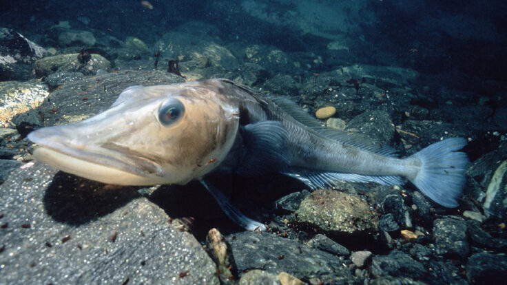 A close up of a fish