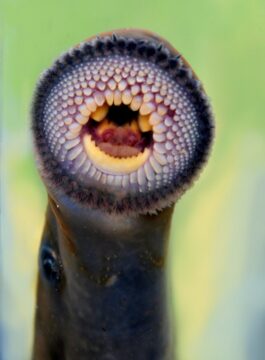 A lamprey with mouth wide open