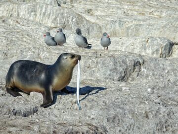 A seal holding a lamprey in its mouth