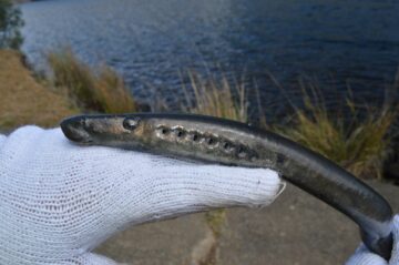 A lamprey on a rock