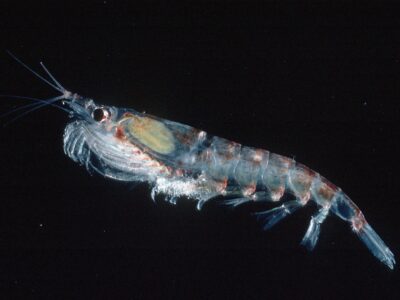 Antarctic krill