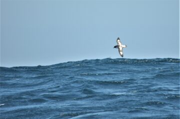 A man flying through the air while riding a wave in the ocean