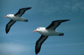 A flock of seagulls flying over a body of water