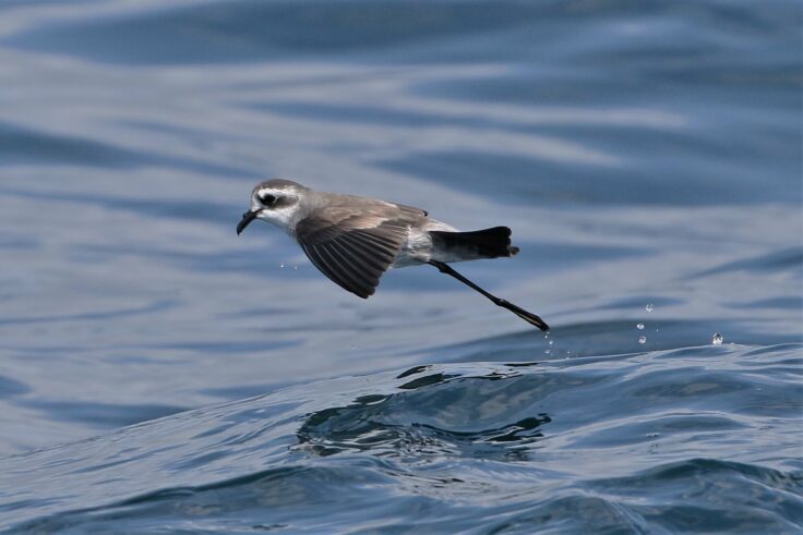 A bird swimming in water