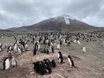 Chinstrap and Macaroni penguins in front of Mount Curry (Nicole Richter)