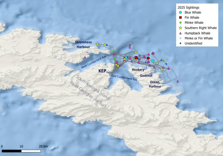 Map of South Georgia showing vessel survey tracks out of Cumberland Bay, with cetacean sightings shown as coloured points on the map