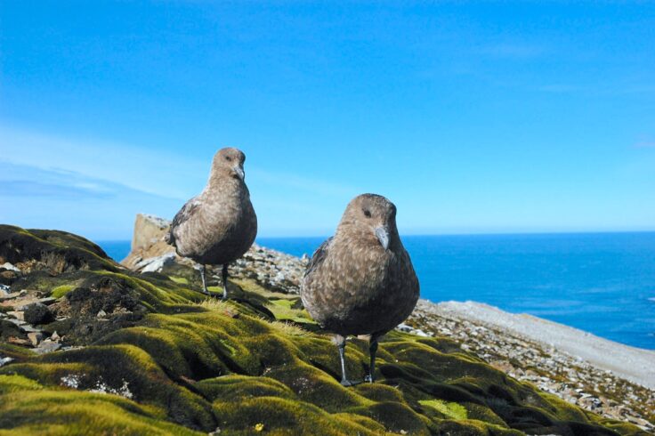 A bird standing on a rocky hill