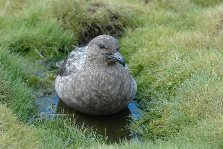 A bird sitting on top of a grass covered field